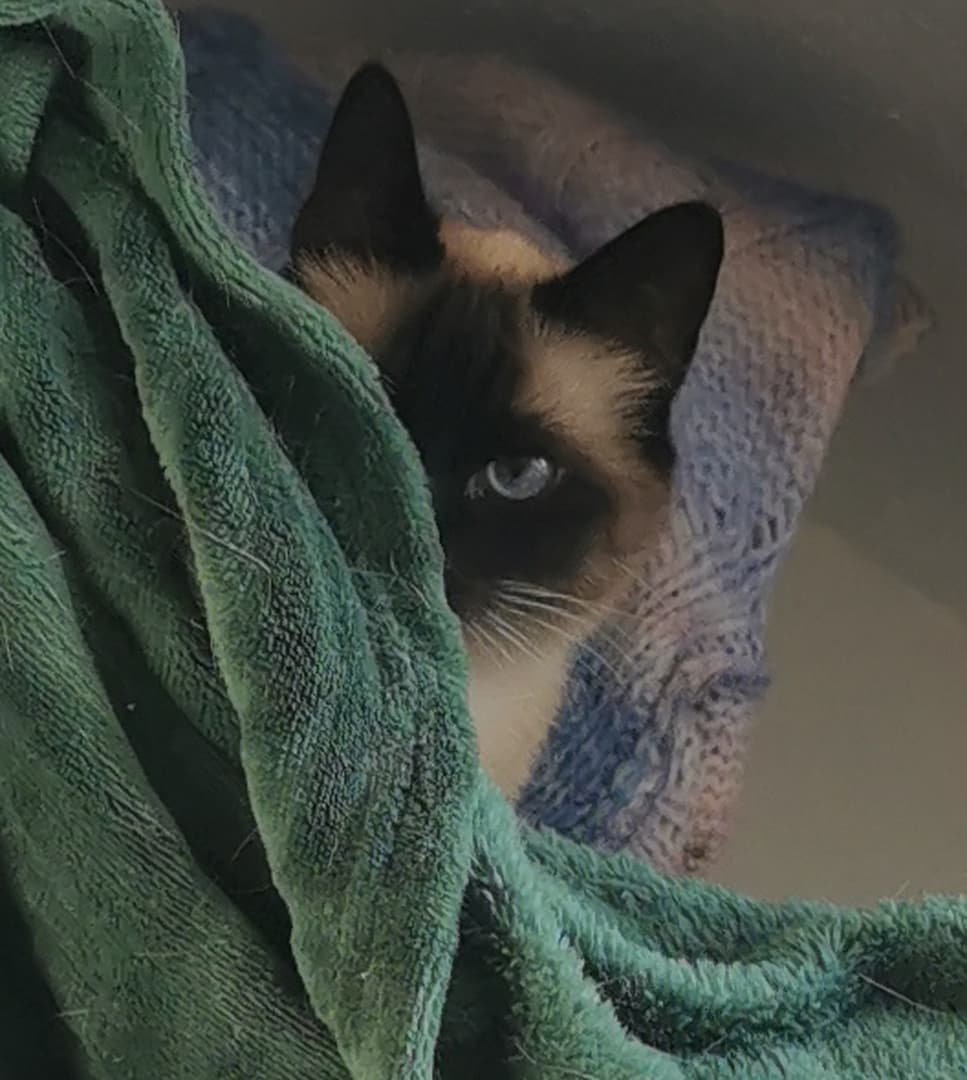 1 mittlerer Katzensitting-Gutschein