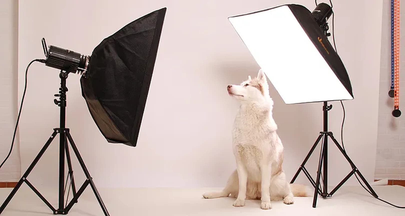 "Wuff-Model" Fotoshooting im eRPaki® Hundestudio
