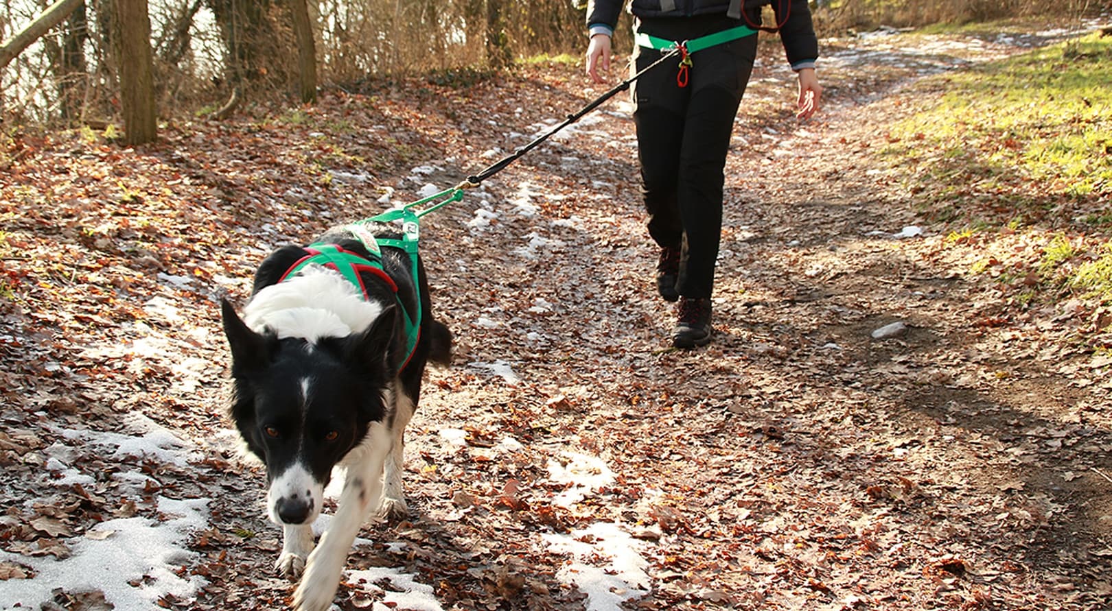 Dein perfekter Start ins Dogtrekking / Dein Equipment zum Wandern mit Hund – auf Wunsch & nach Maß