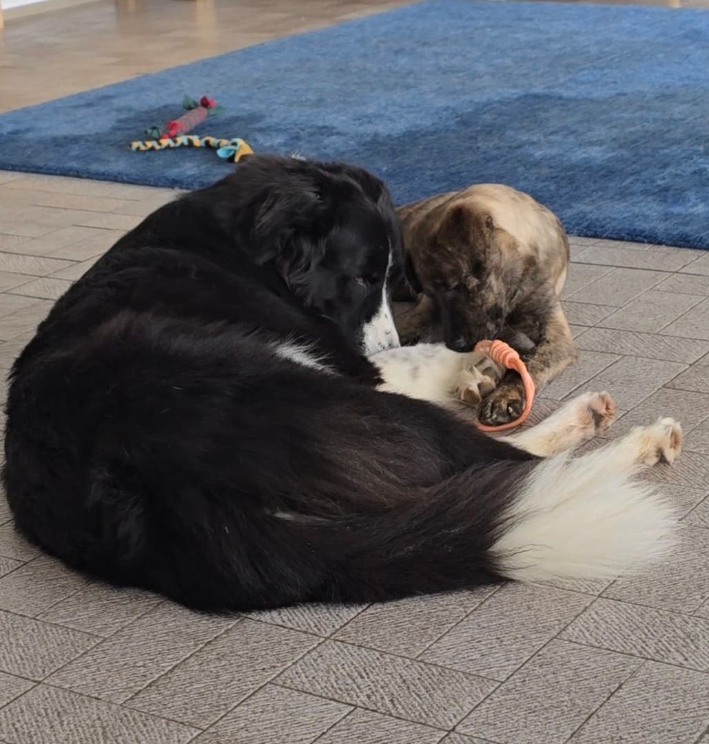 Neustart mit Herz: Das Willkommens-Paket für Tierschutzhunde
