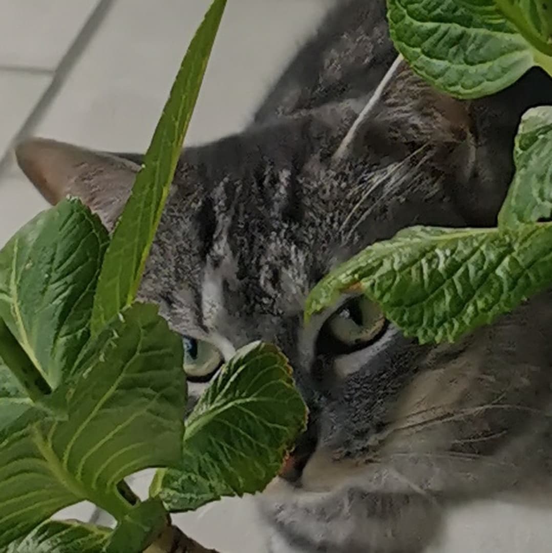 1 kleiner Katzensitting-Gutschein