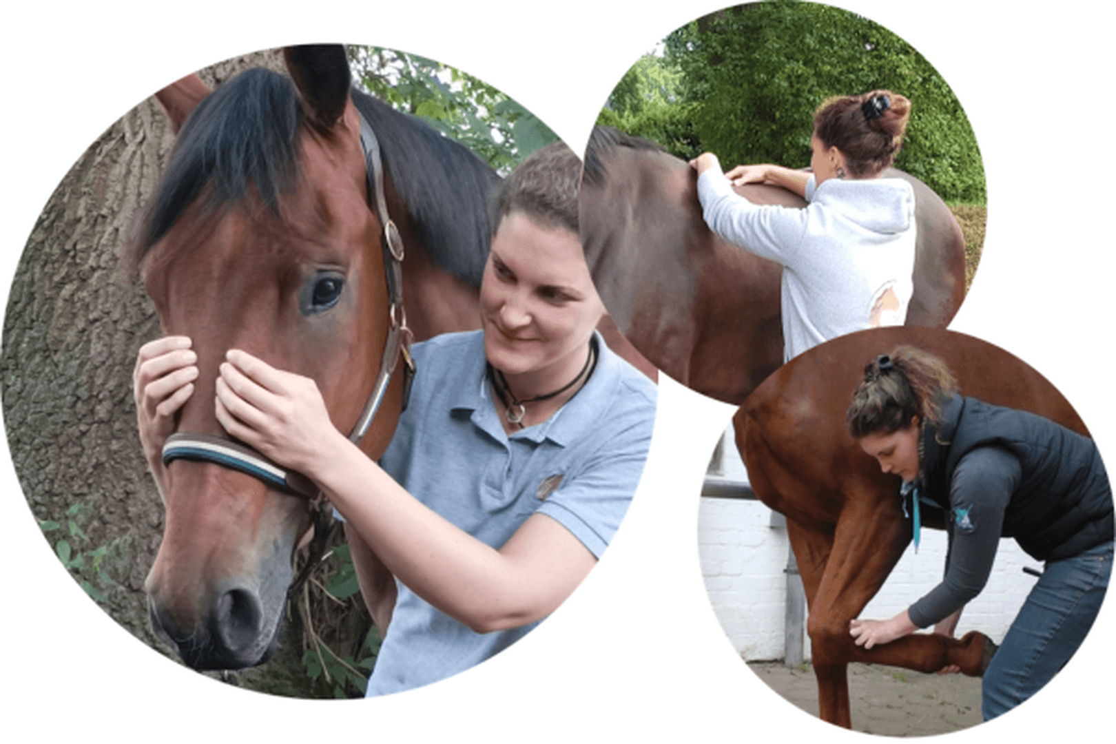 Osteopathische Folgebehandlung (Großtiere)