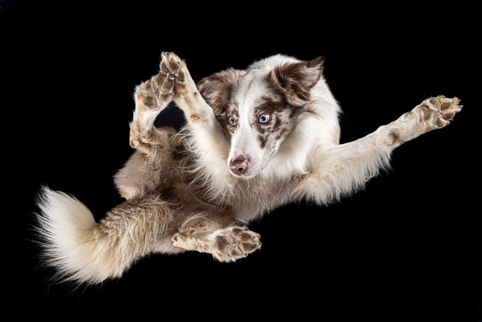 Hunde von unten: Fotoshooting auf der Glasplatte