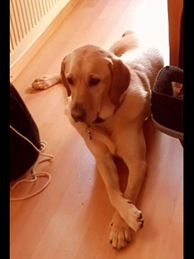 Folgebehandlung Hunde