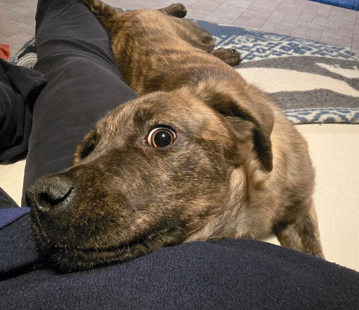 Neustart mit Herz: Das Willkommens-Paket für Tierschutzhunde