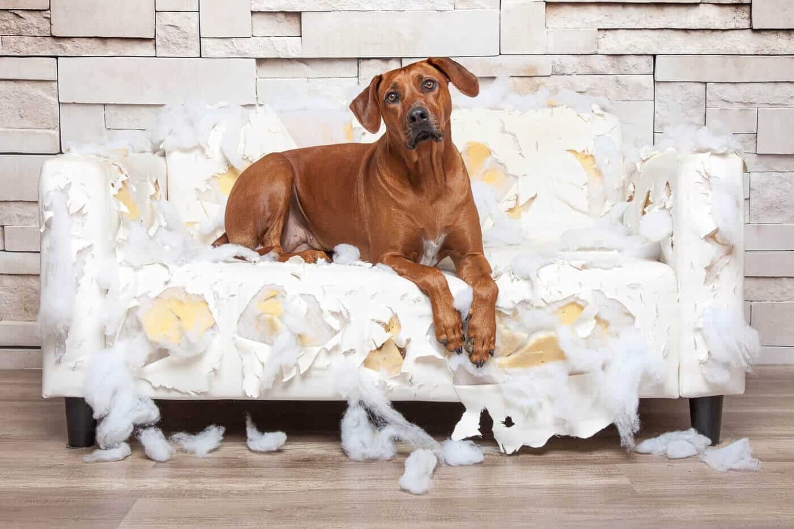 Dein Hund auf dem zerfetzten Sofa