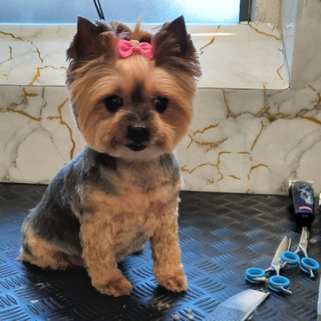 Komplettpflege für sehr kleine Hunde (Größe XS, bis 3 kg)