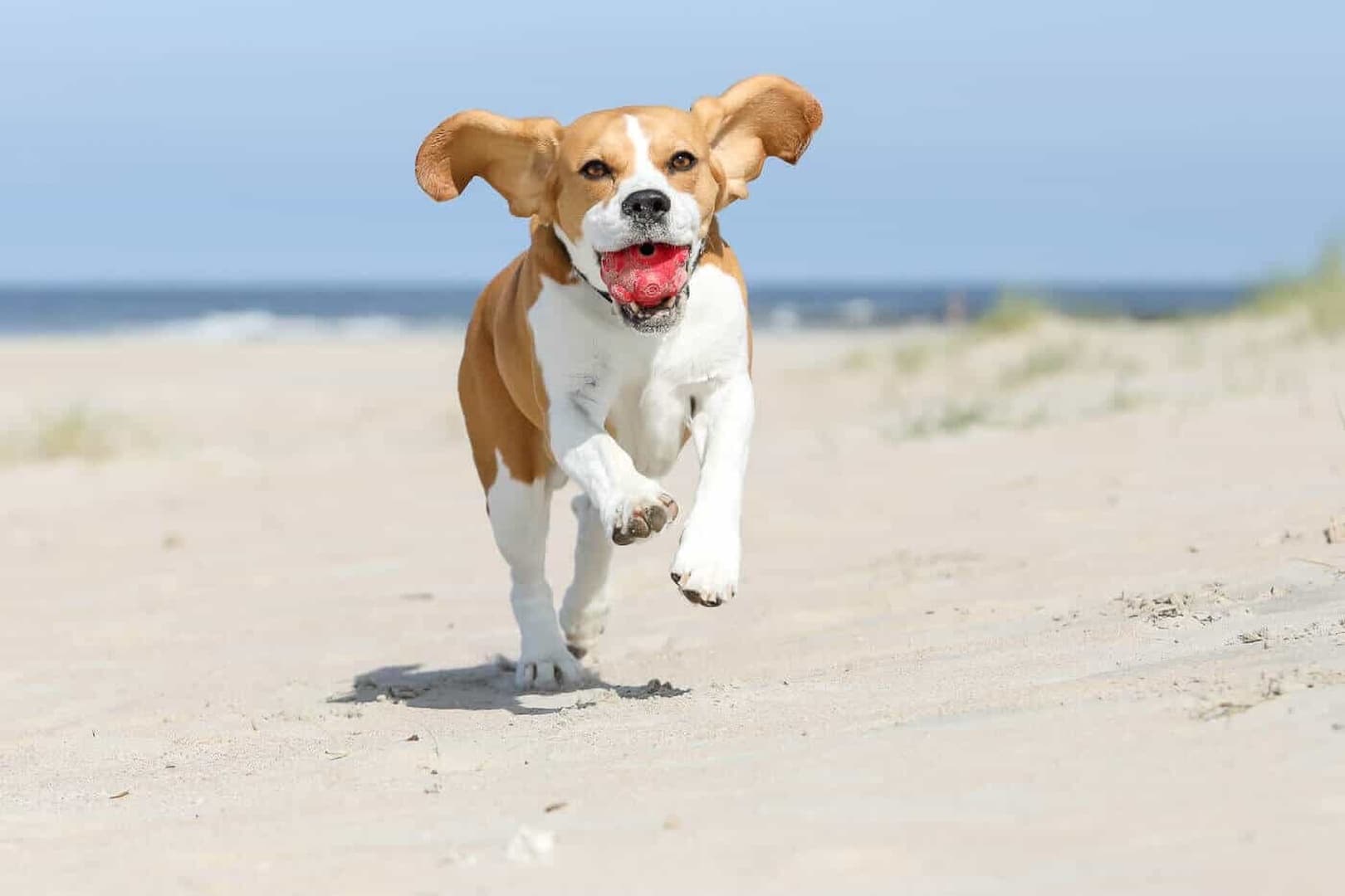 Insel-Shooting mit Hund auf Norderney