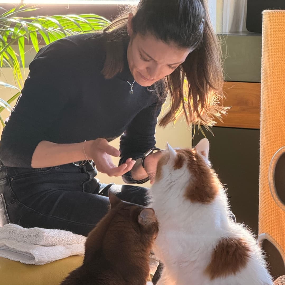 Ein Wochenende Katzenbetreuung zu Hause