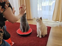 Katzentraum.Training