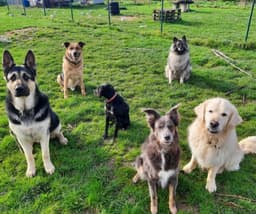 Tinas-Hundeschule & Tierheilpraxis