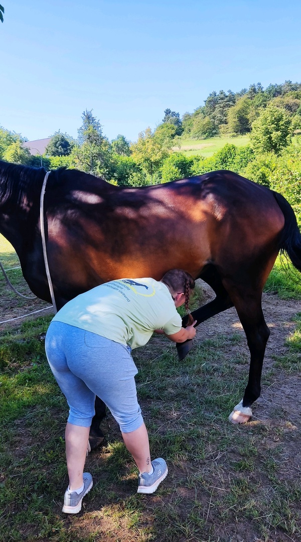 Folgebehandlung Pferd