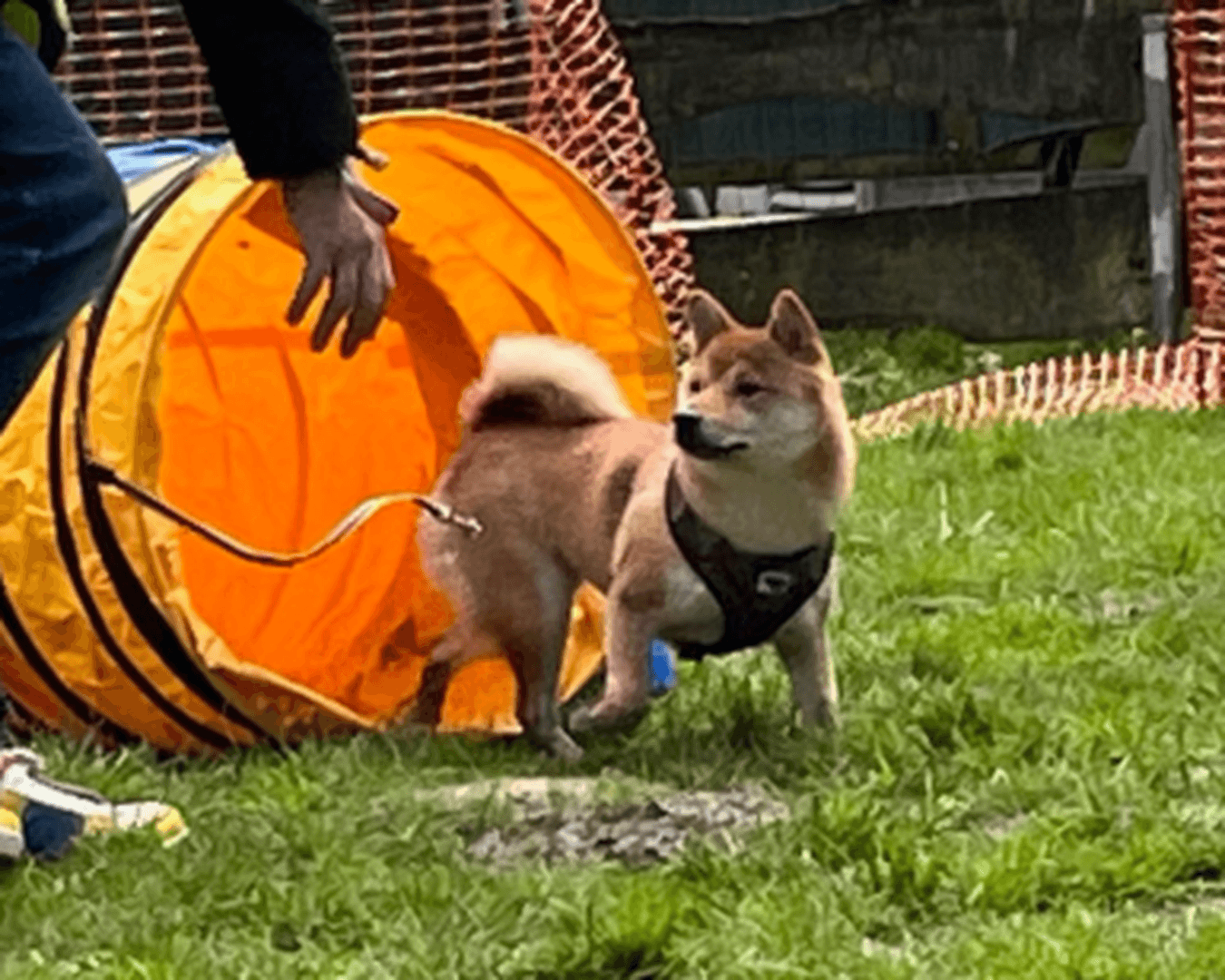 FUN-Kurs – spielerischer Hundesport für jedes Mensch-Hund-Team