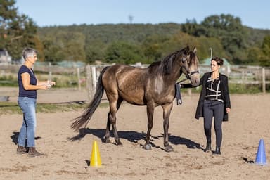 Equivalenz Coaching - Mit Pferde(n) Stärken