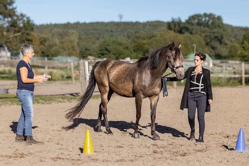 Equivalenz Coaching - Mit Pferde(n) Stärken