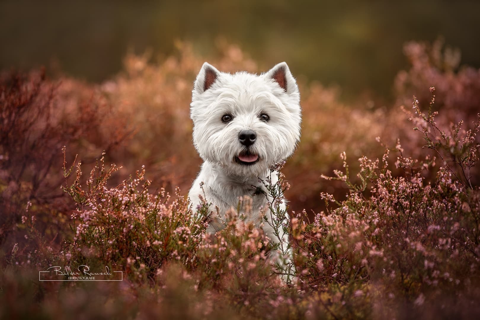 Seelentier-Shooting in der Natur – Hund, Katze oder Pferd