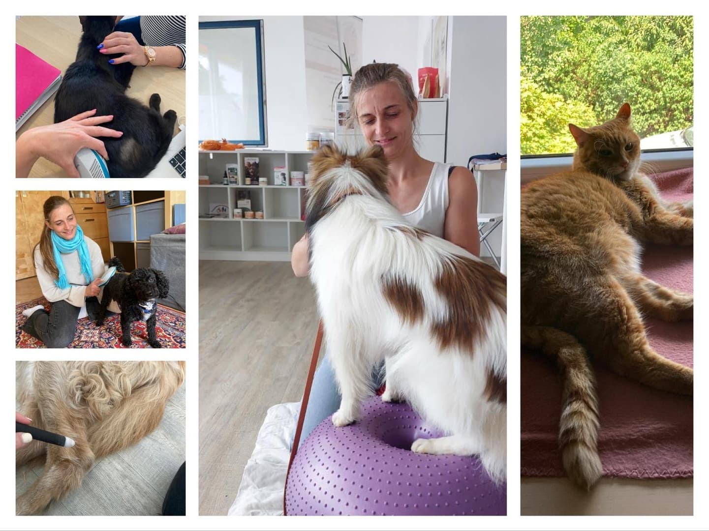 Tierphysiotherapie Hund & Katze
