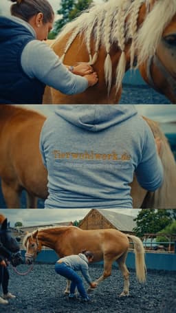 Tierwohlwerk I Tierphysiotherapie - Akupunktur - Osteopathie - Tierheilpraxis