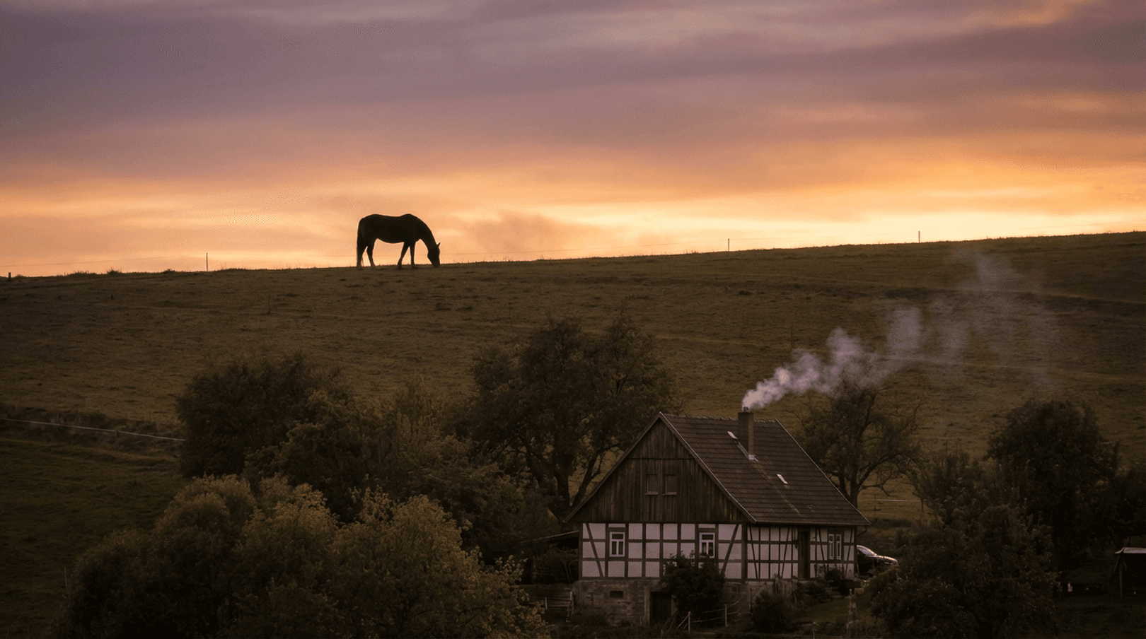 Respektvoller letzter Gang für Pferde & Ponys