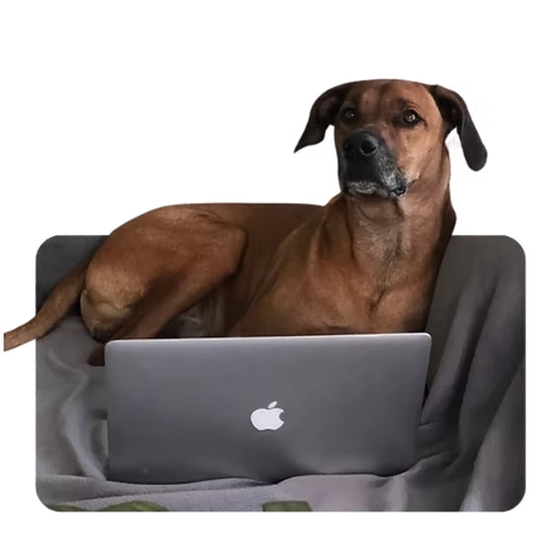 Online-Hundeverhaltensberatung Startpaket – Persönliche Hilfe bei Angst, Aggression & Verhaltensproblemen