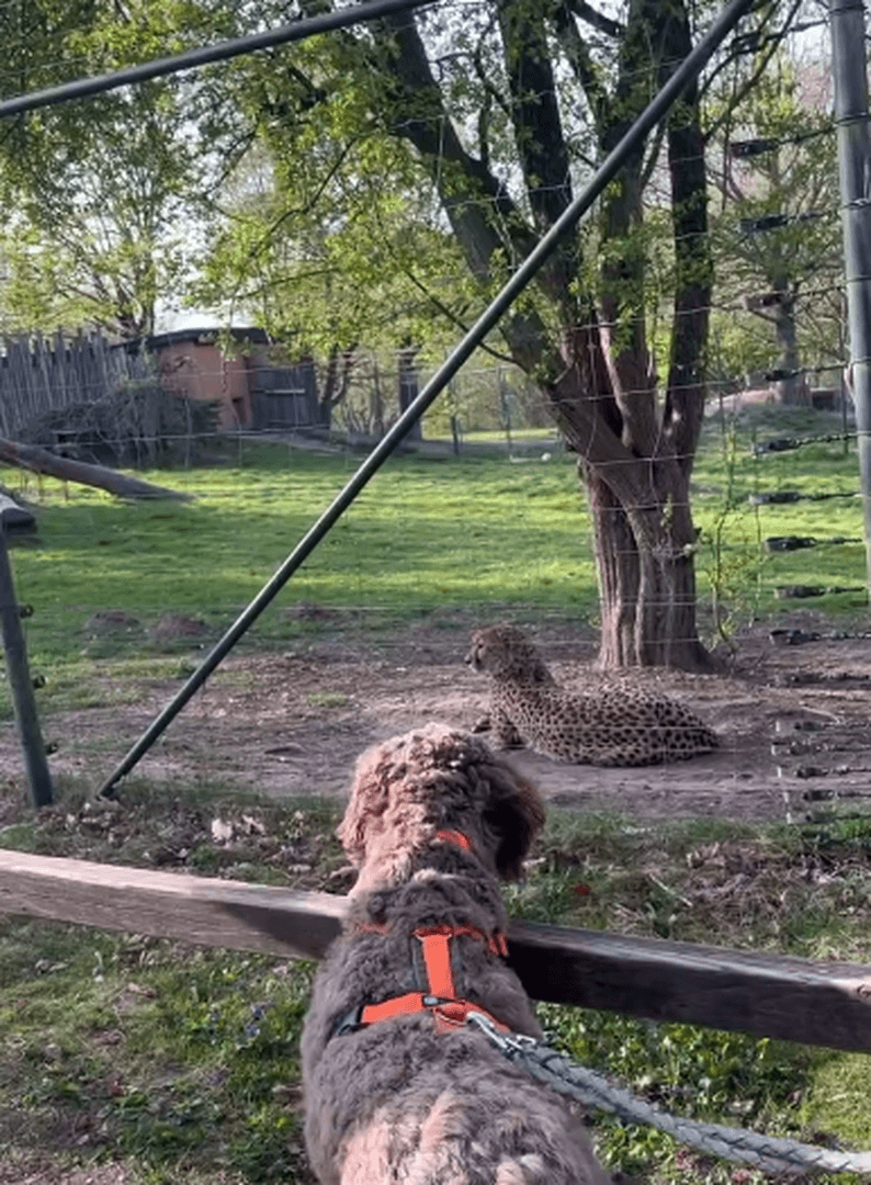 Wildes Training: Das Zoo-Abenteuer für Mensch und Hund