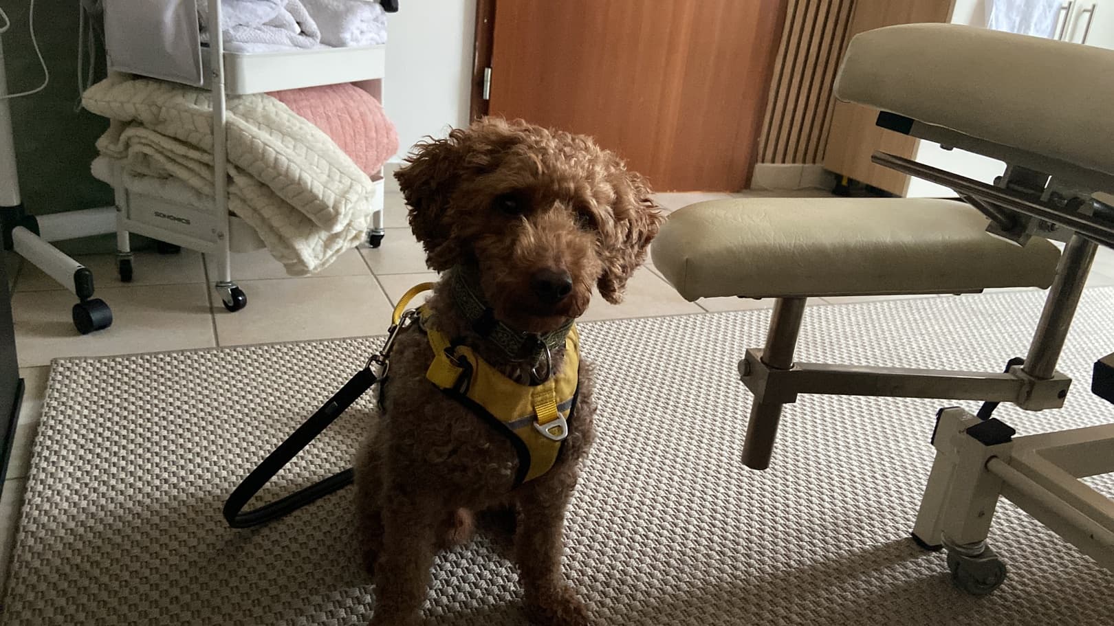 Hundebesuch bei dir zuhause