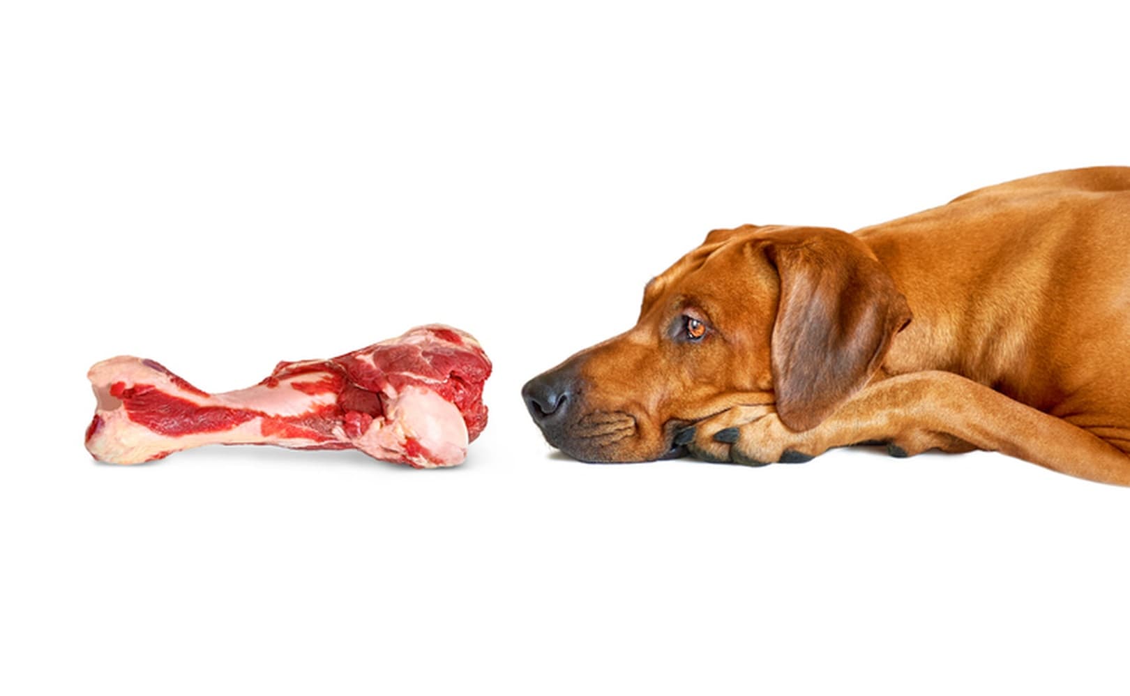 Individueller Futterplan für gesunde Hunde & Katzen