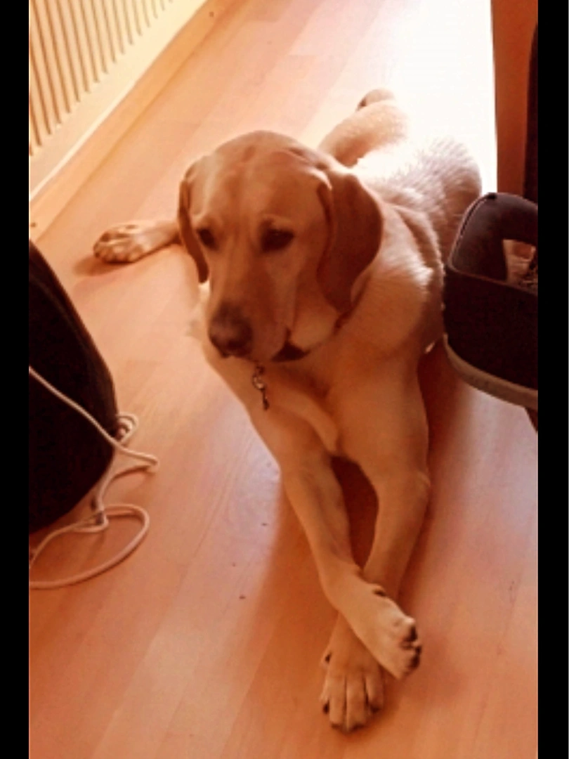 Hunde Physio erst Behandlung