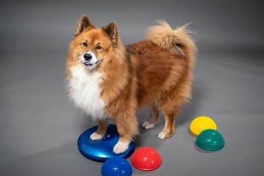 Tierphysiotherapie & Akupunktur Levke Müller