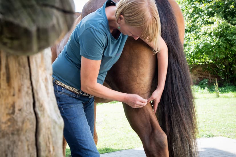 Katja Herbst - Tierakupunktur & Tierheilprakikerin