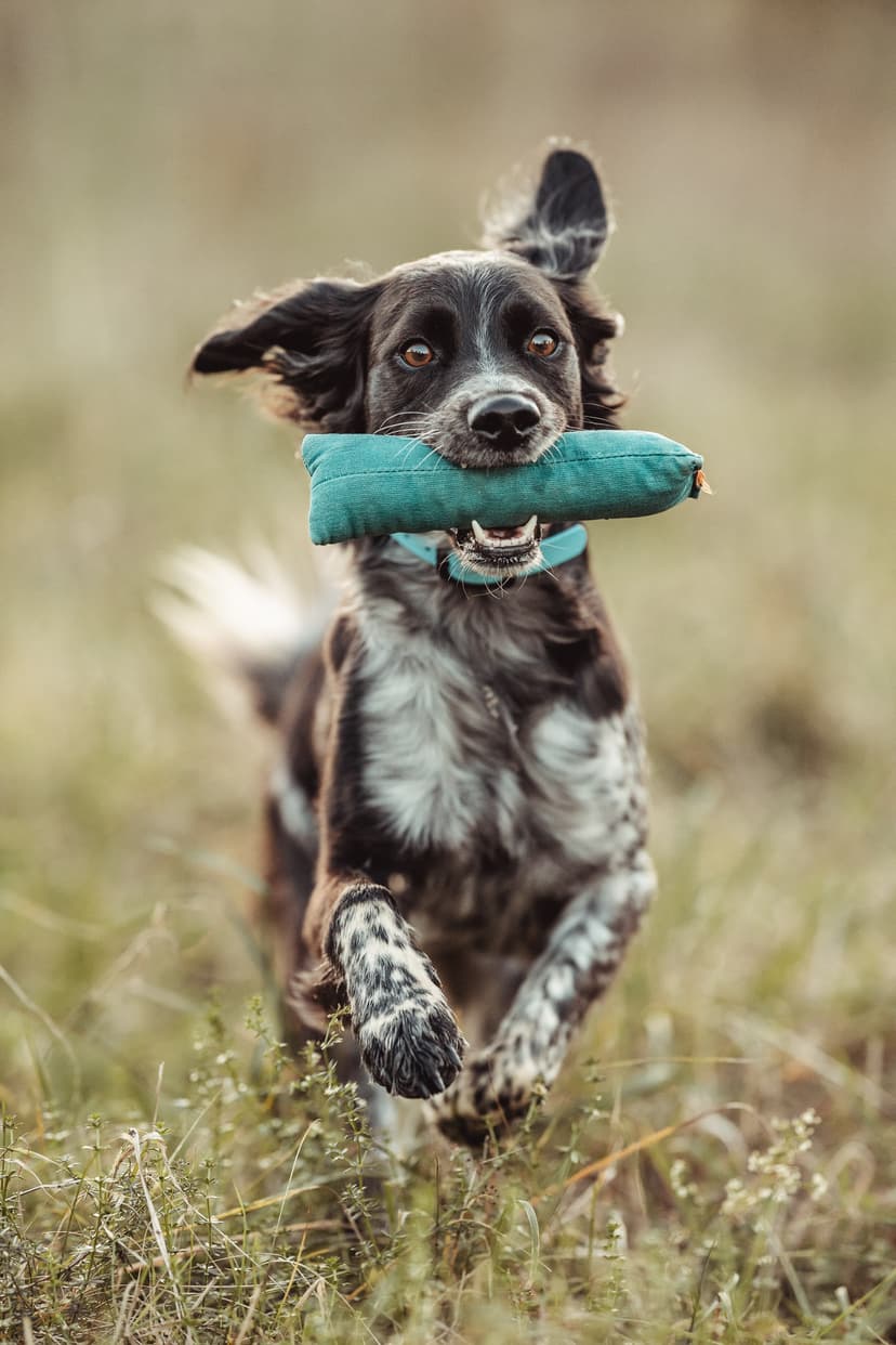 Martin Rütter Hundeschule Mainz / Bad Kreuznach