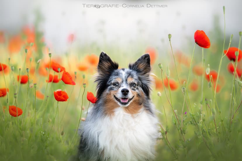 Tierfotografie Cornelia Dettmer