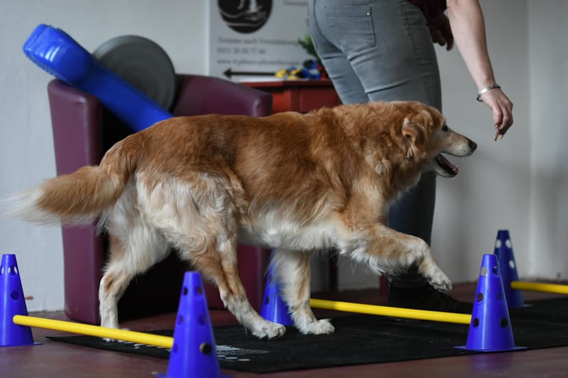 4-Pfoten-Physiotherapie