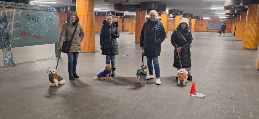 Die Hundeschule für kleine Rassen