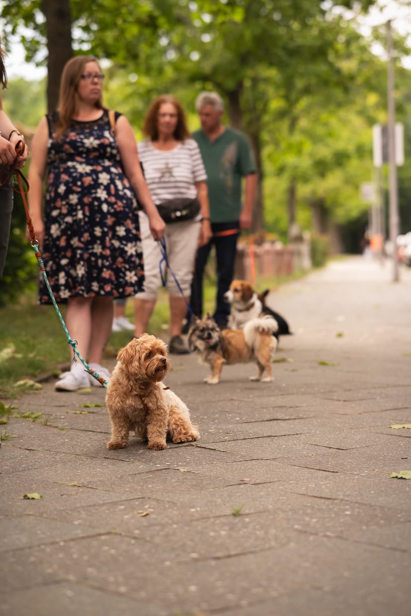Die Hundeschule für kleine Rassen
