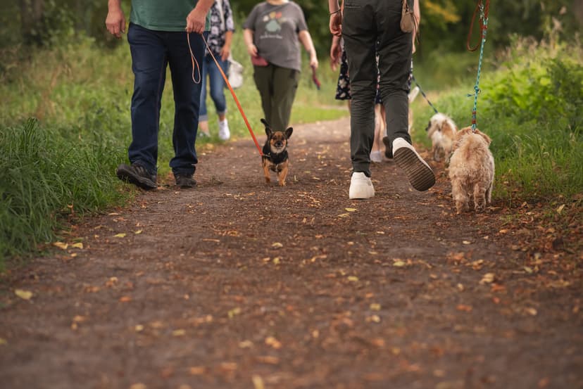 Die Hundeschule für kleine Rassen