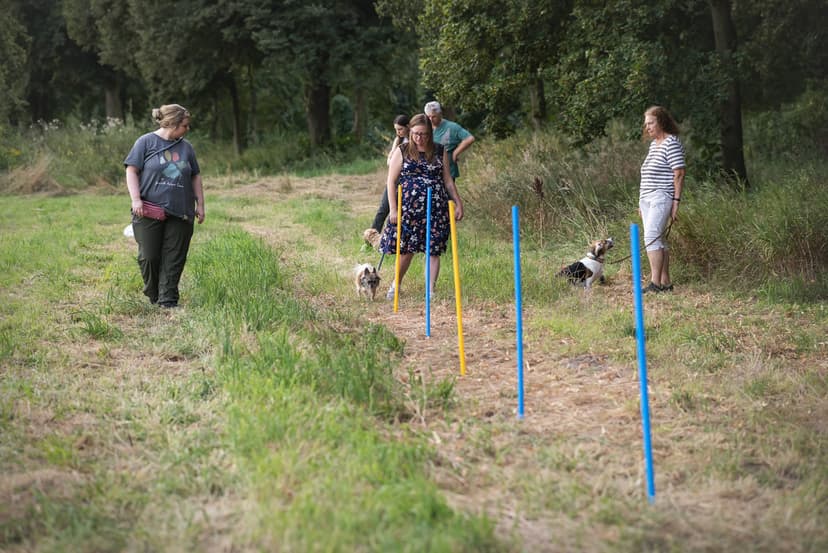 Die Hundeschule für kleine Rassen