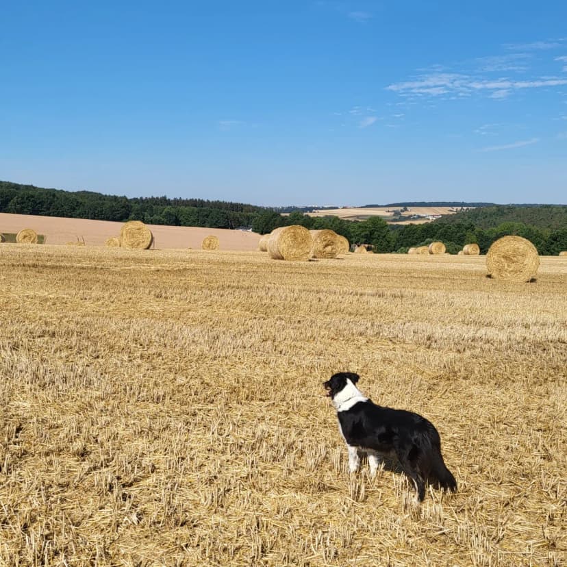 Hundeschule & -pension Kuhlmann