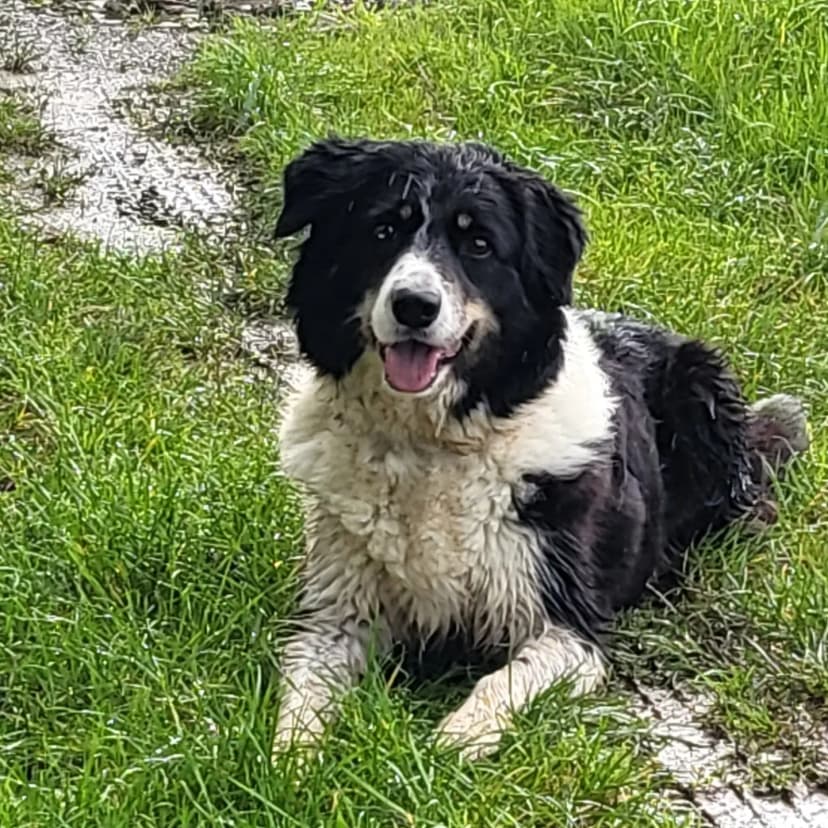 Hundeschule & -pension Kuhlmann