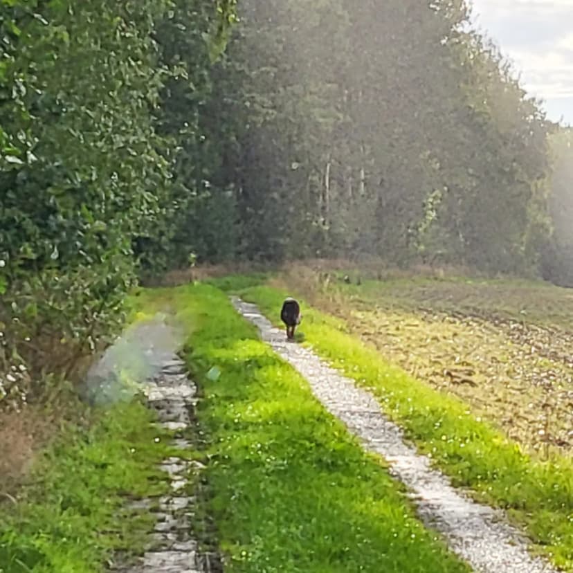 Hundeschule & -pension Kuhlmann