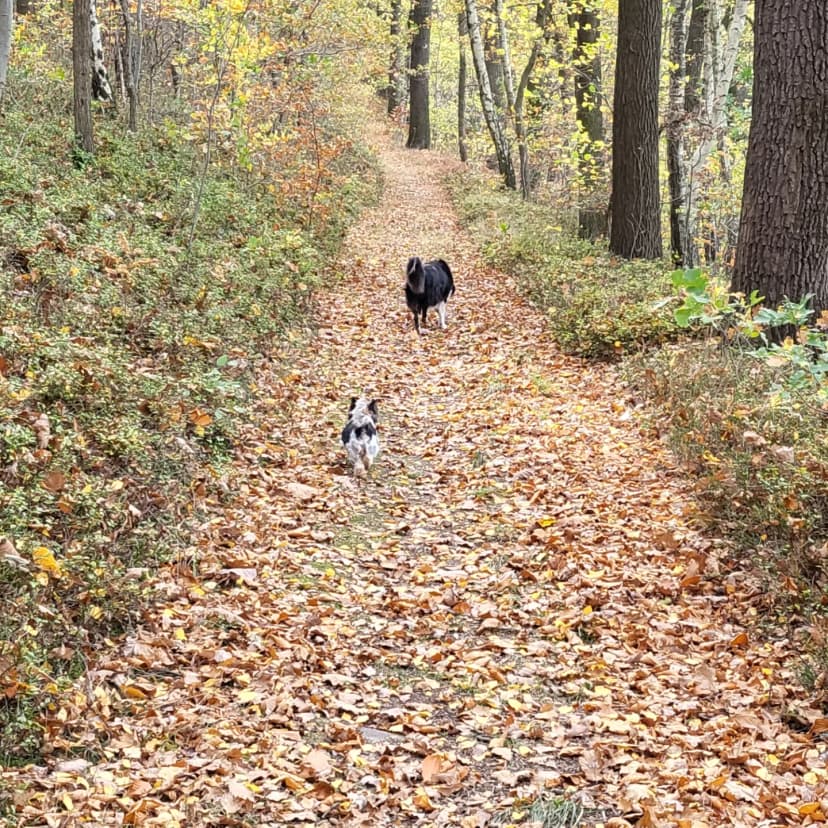 Hundeschule & -pension Kuhlmann