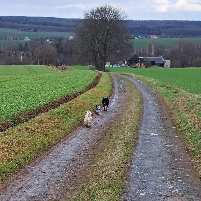 Hundeschule & -pension Kuhlmann