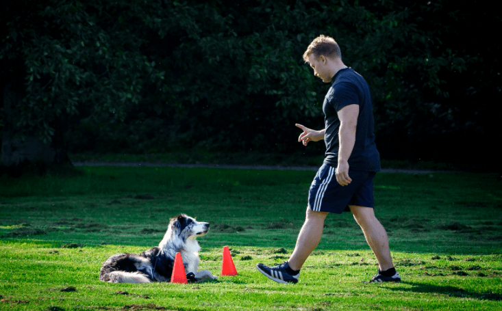 Hundecoach Melly - Mobil & Individuell