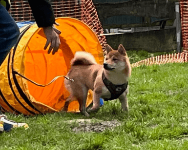 Hundecoach Melly - Mobil & Individuell