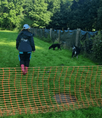 Hundecoach Melly - Mobil & Individuell