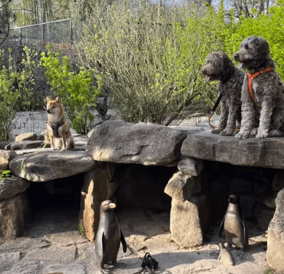 Hundecoach Melly - Mobil & Individuell