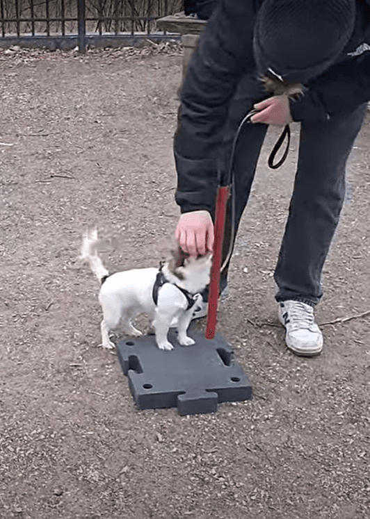 Die Hundeschule für kleine Rassen