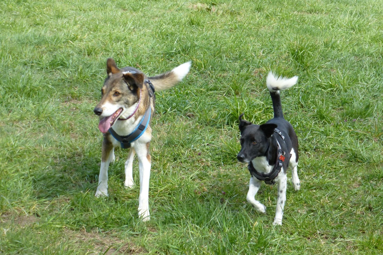 Hundeschule NeHo Hundetraining
