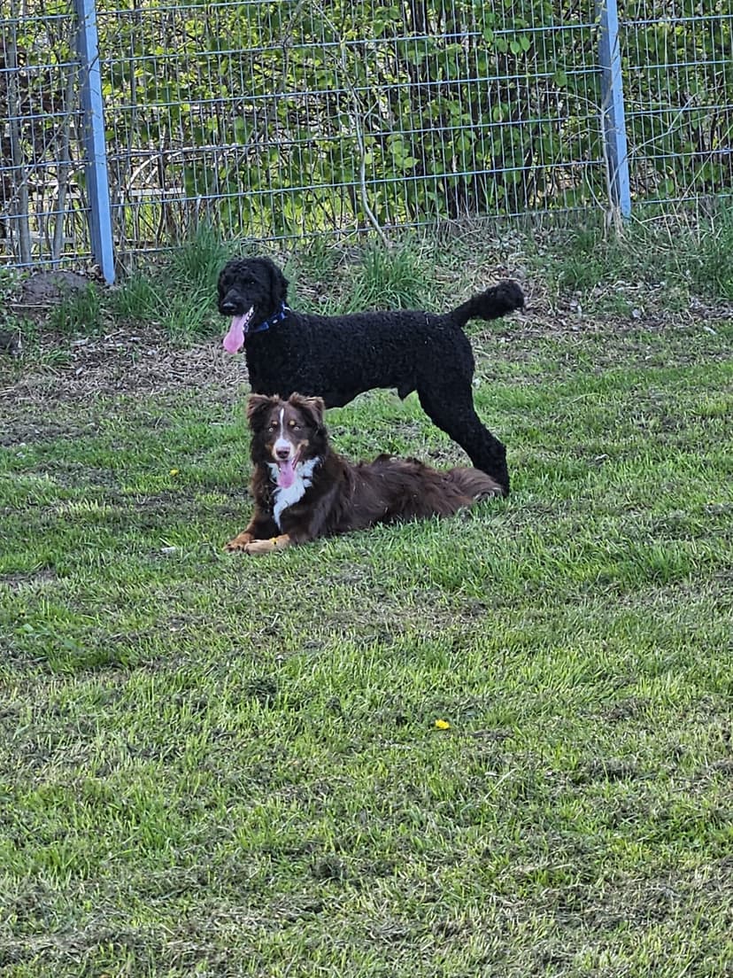 Hundeschule NeHo Hundetraining