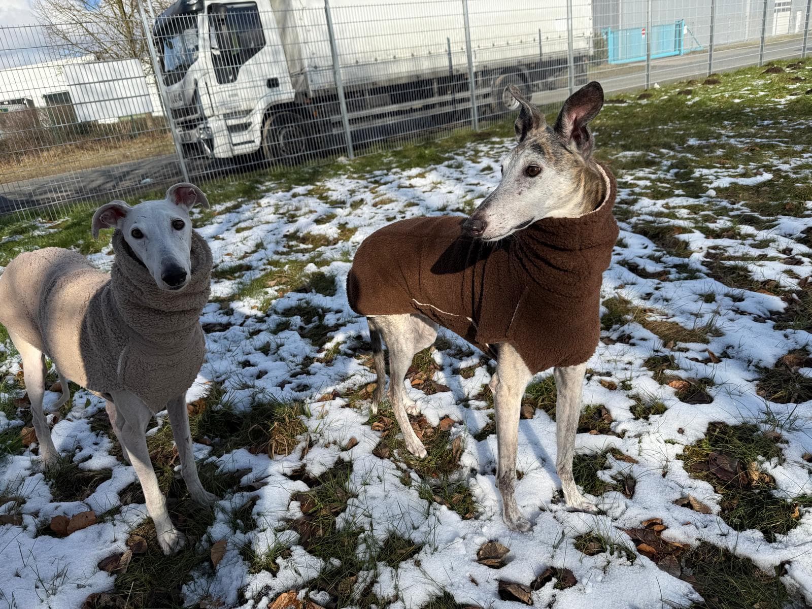 Hundeschule NeHo Hundetraining